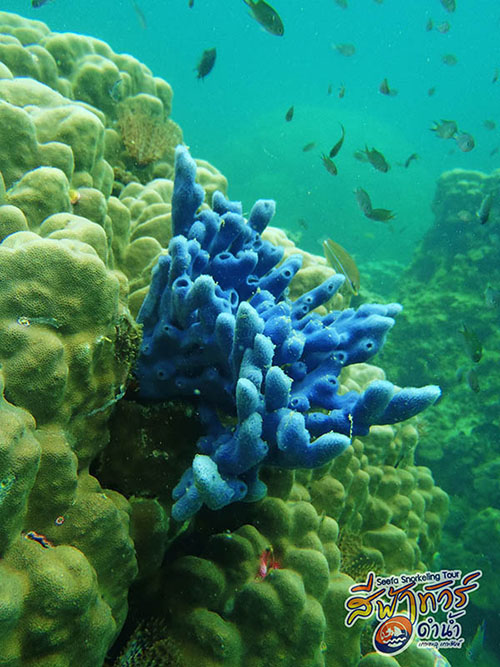 ปะการังฟองน้ำสีน้ำเงิน